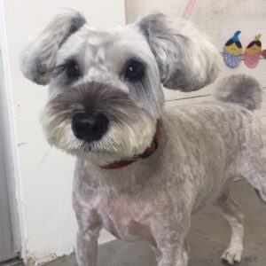 仕上がりMシュナ