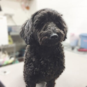 よろしくミックス