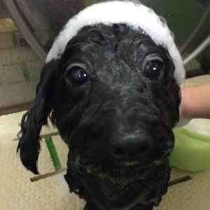 シャンプーミックス