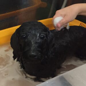 お風呂ミックス