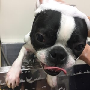 シャンプーボストン