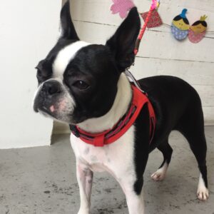 仕上がりボストン