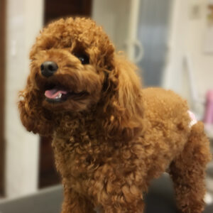 よろしくトイプー