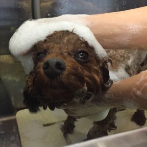 シャンプートイプー