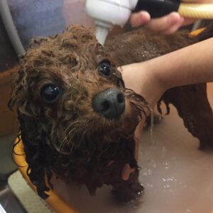 お風呂トイプー