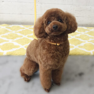 仕上がりトイプー