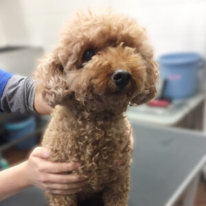 よろしくトイプー