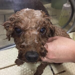 シャンプートイプー