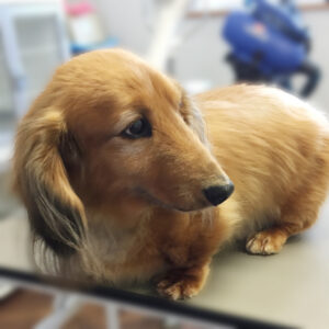 よろしくダックス