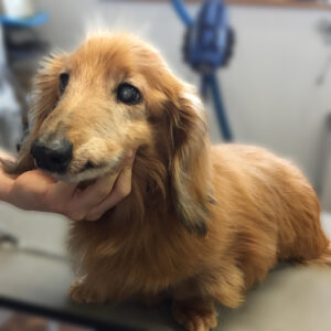 よろしくダックス