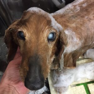 シャンプーダックス