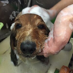 シャンプーダックス