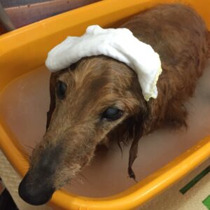 お風呂ダックス