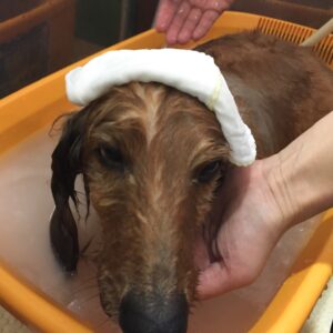 お風呂ダックス