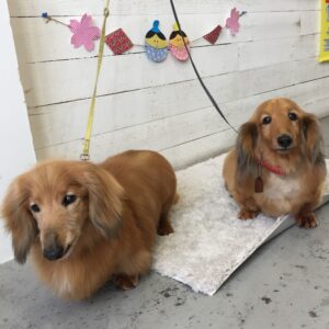 仕上がりダックス