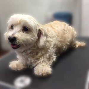 よろしくミックス