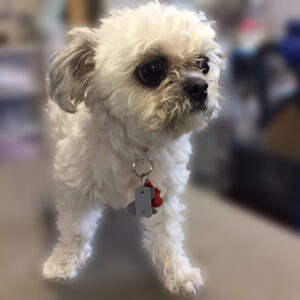 よろしくミックス