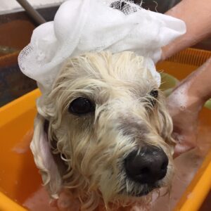 シャンプーミックス