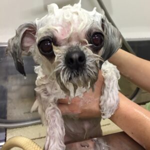 シャンプーミックス