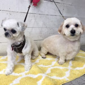 仕上がりミックス