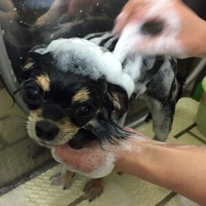 シャンプーチワワ