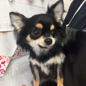 仕上がりチワワ