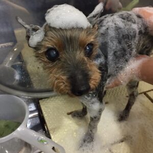 シャンプーミックス