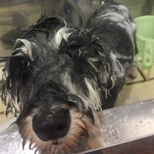 シャンプーMシュナ