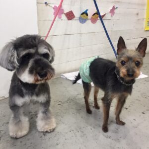 仕上がりミックス&Mシュナ