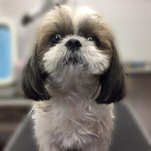 よろしくシーズー