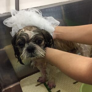 シャンプーシーズー