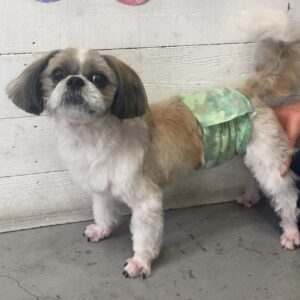 仕上がりシーズー