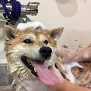 シャンプーしば