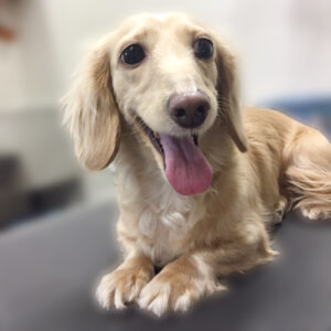 よろしくダックス