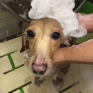 シャンプーダックス