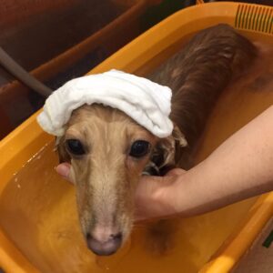 お風呂ダックス