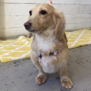 仕上がりダックス