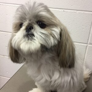 よろしくシーズー