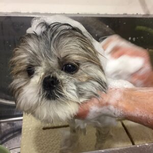 シャンプーシーズー