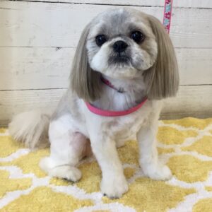 仕上がりシーズー