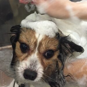 シャンプーパピヨン