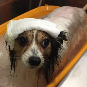 お風呂パピヨン