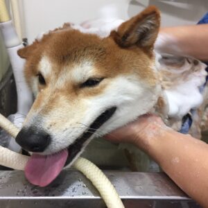 シャンプーしば