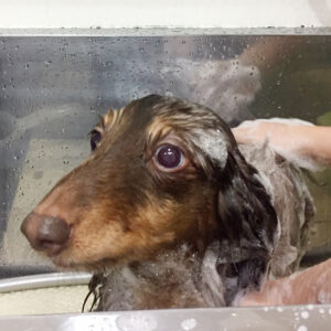 シャンプーダックス