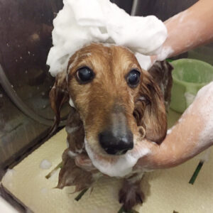 シャンプーダックス