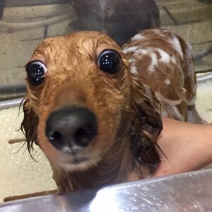 シャンプーダックス