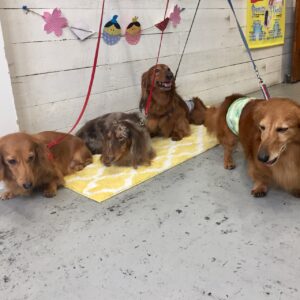 仕上がりダックス