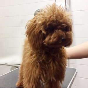 よろしくトイプー