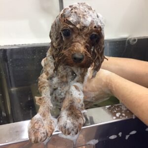 シャンプートイプー