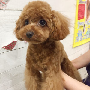 仕上がりトイプー